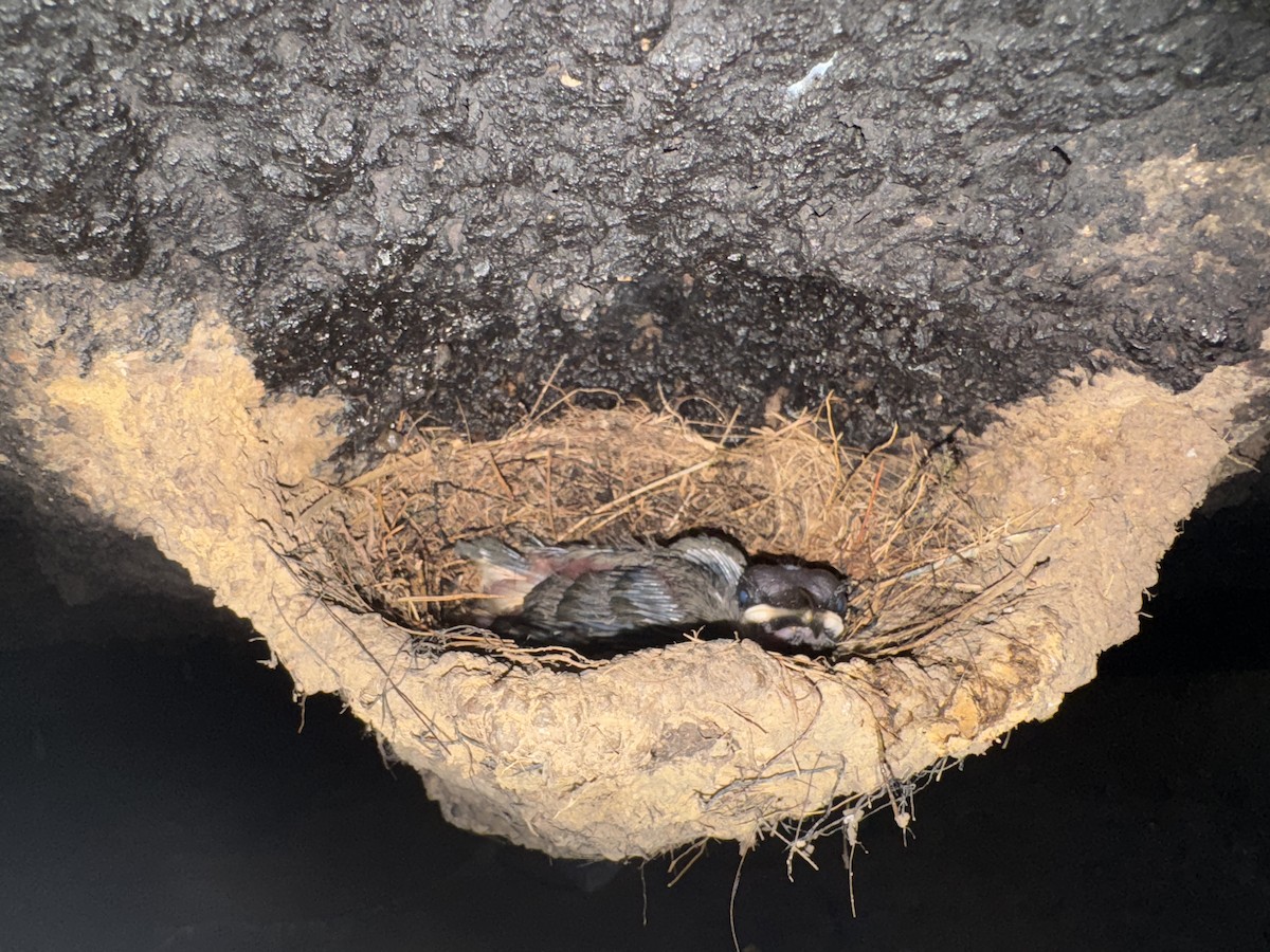 Gray-necked Rockfowl - ML635510525