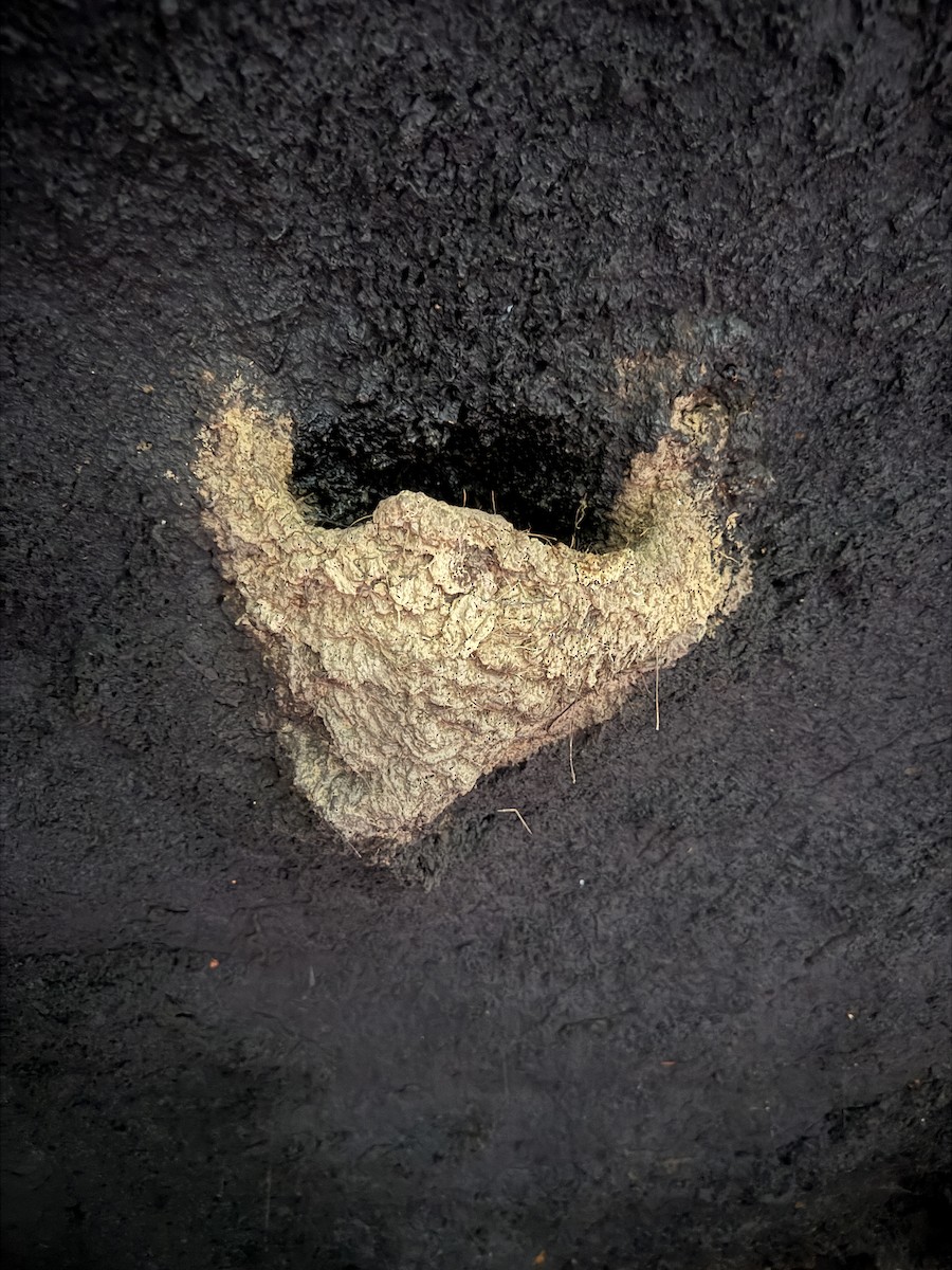 Gray-necked Rockfowl - ML635510526