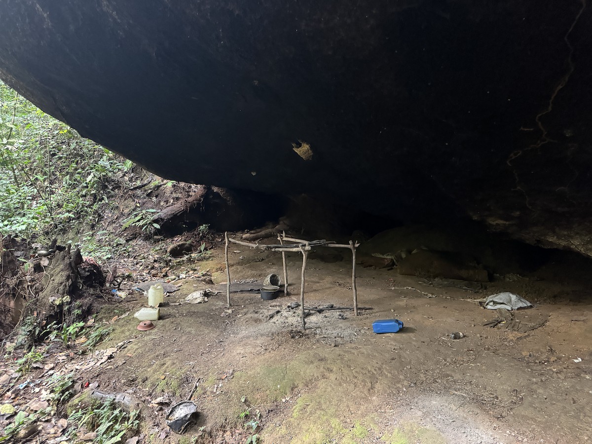 Gray-necked Rockfowl - ML635510527