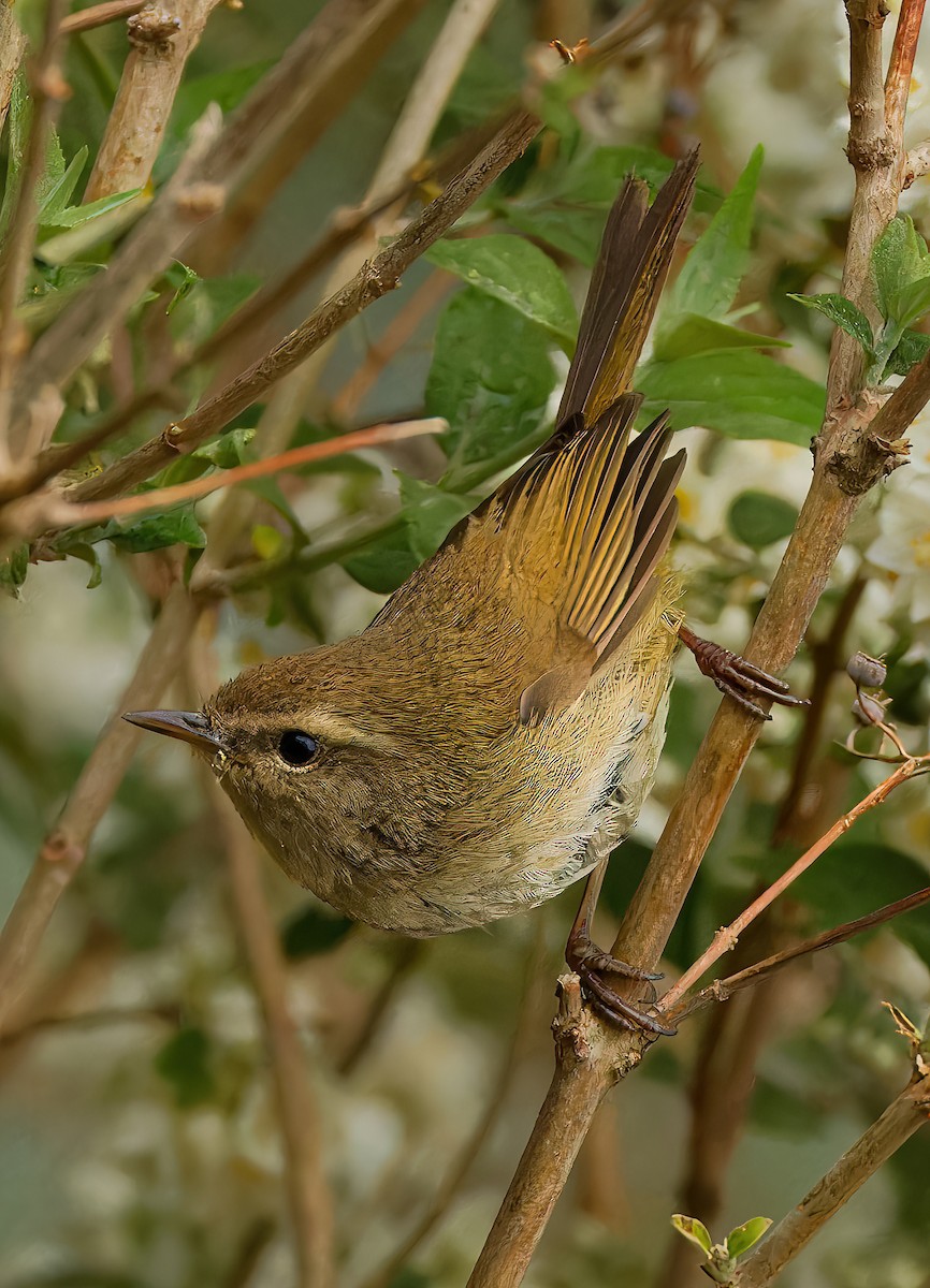 Brownish-flanked Bush Warbler - ML635510587