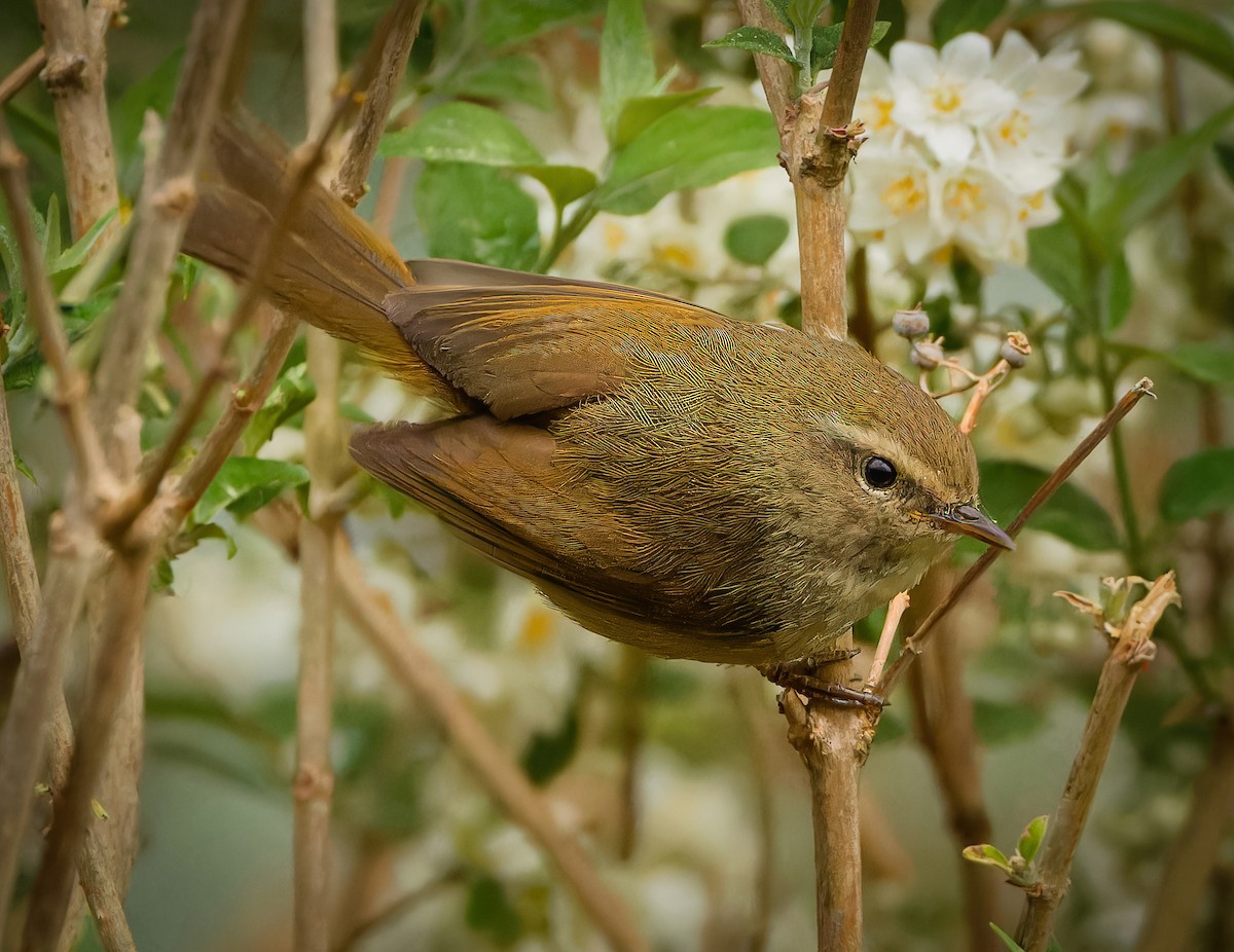 Brownish-flanked Bush Warbler - ML635510588