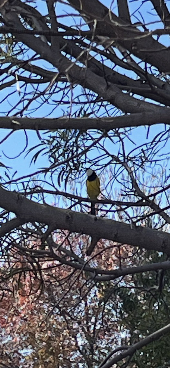 Golden Whistler (Eastern) - ML635510656