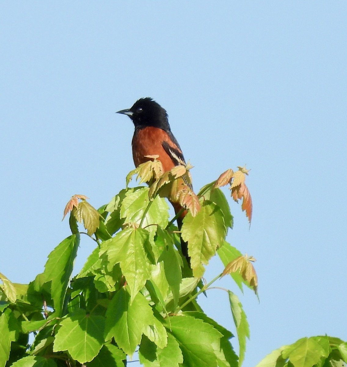 Orchard Oriole - ML635510679