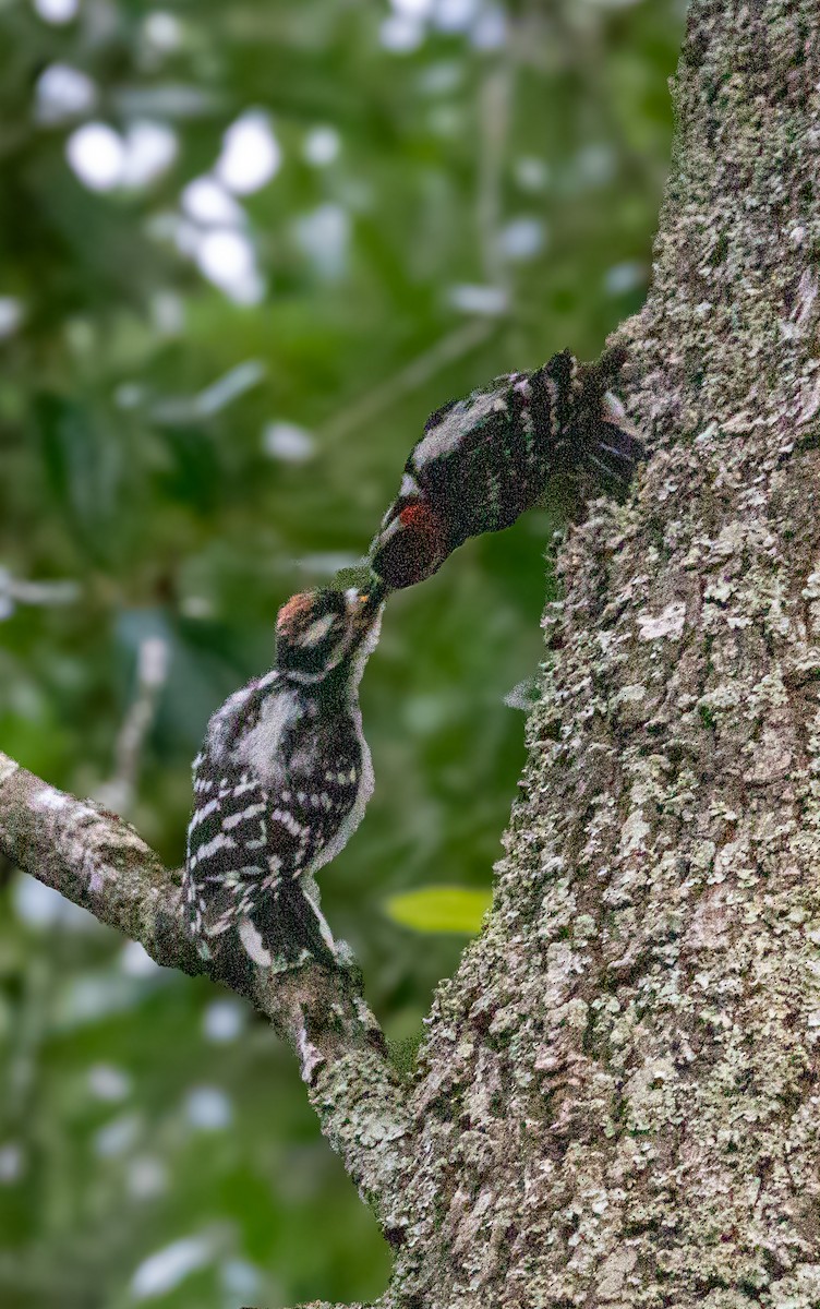 Downy Woodpecker - ML635510709