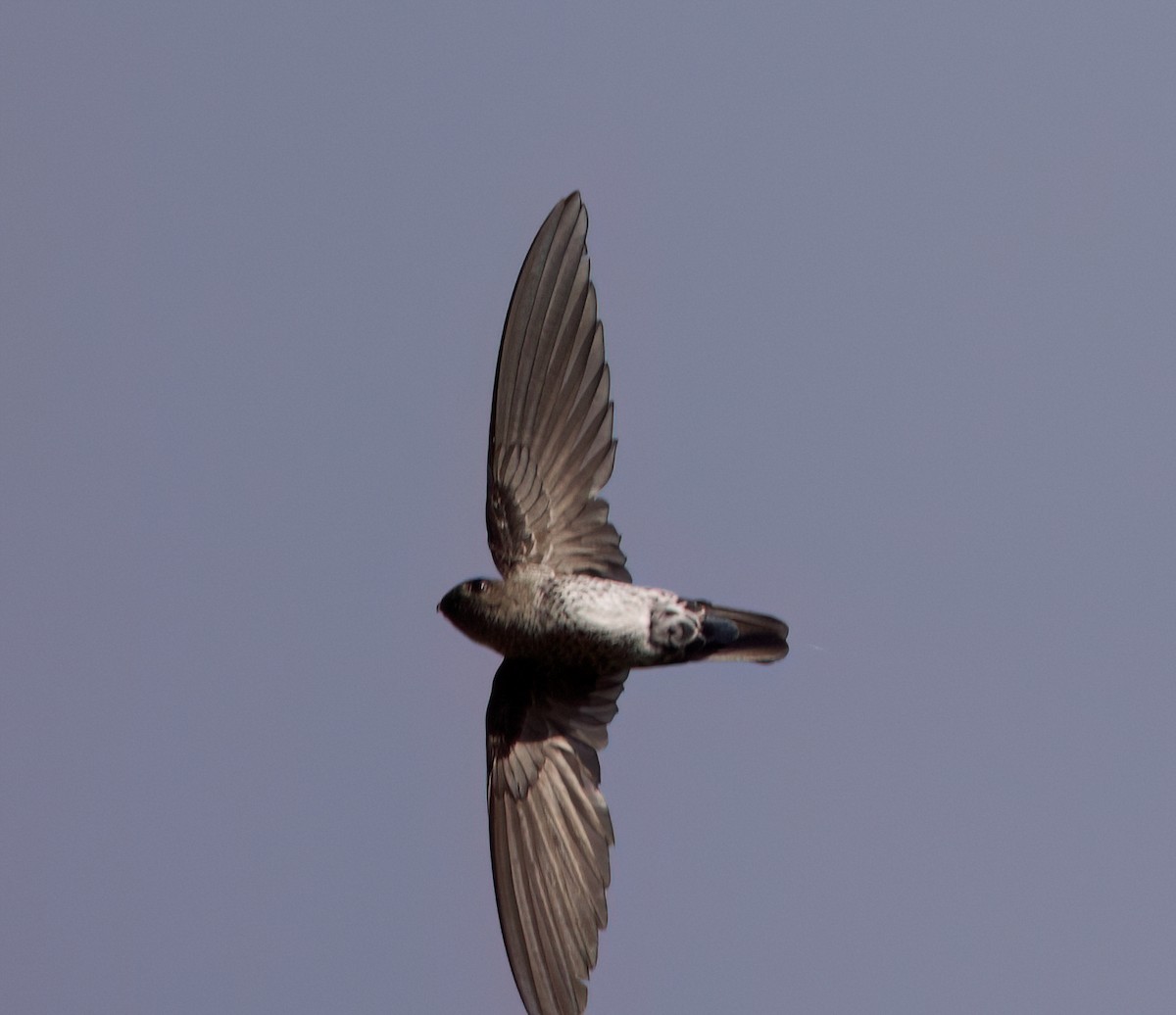 Gri Yelyutan - ML635510837