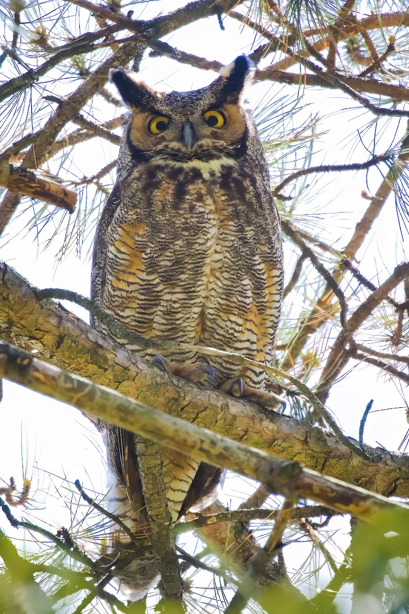 Great Horned Owl - ML635510862