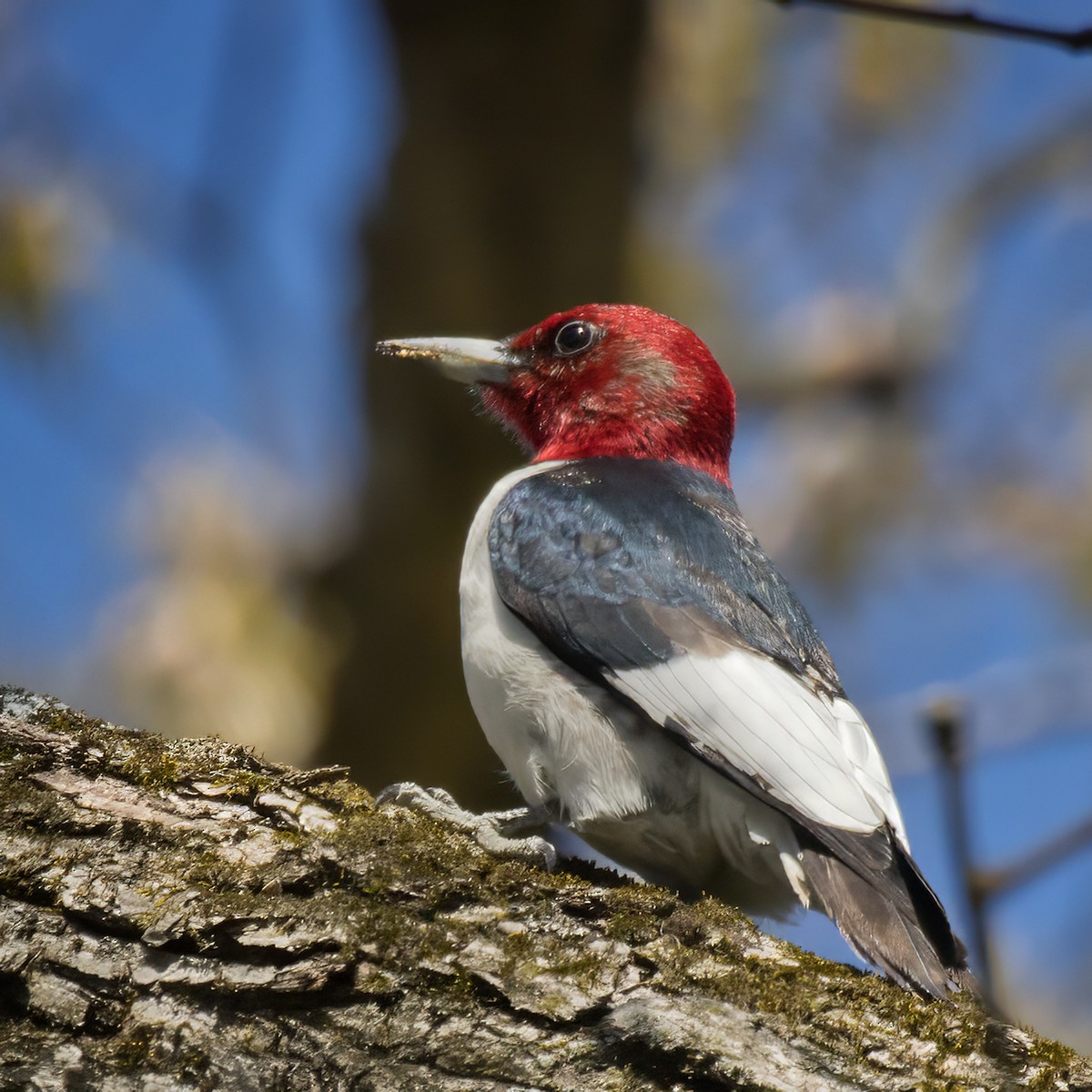 Red-headed Woodpecker - ML635510897