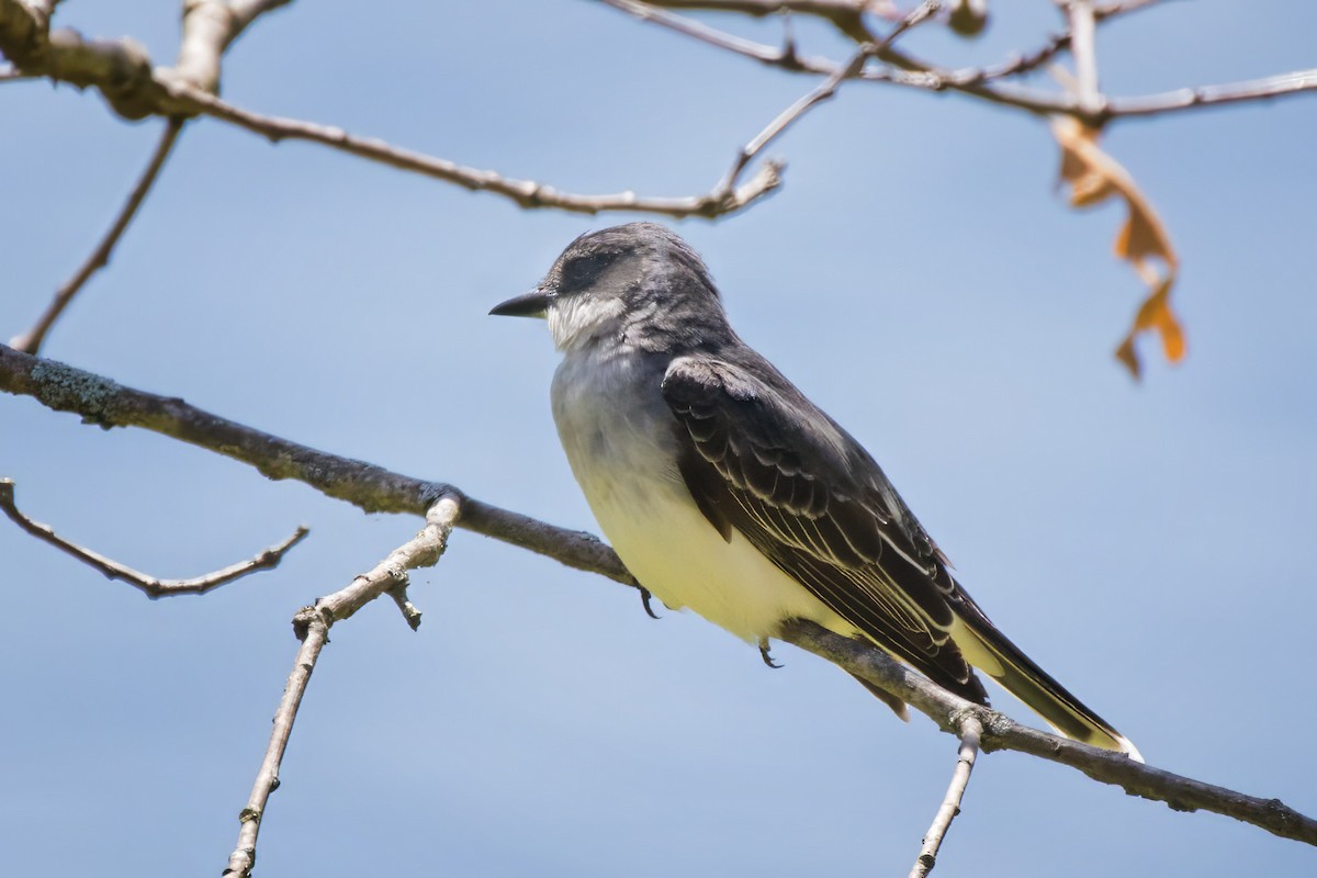 Eastern Kingbird - ML635510904