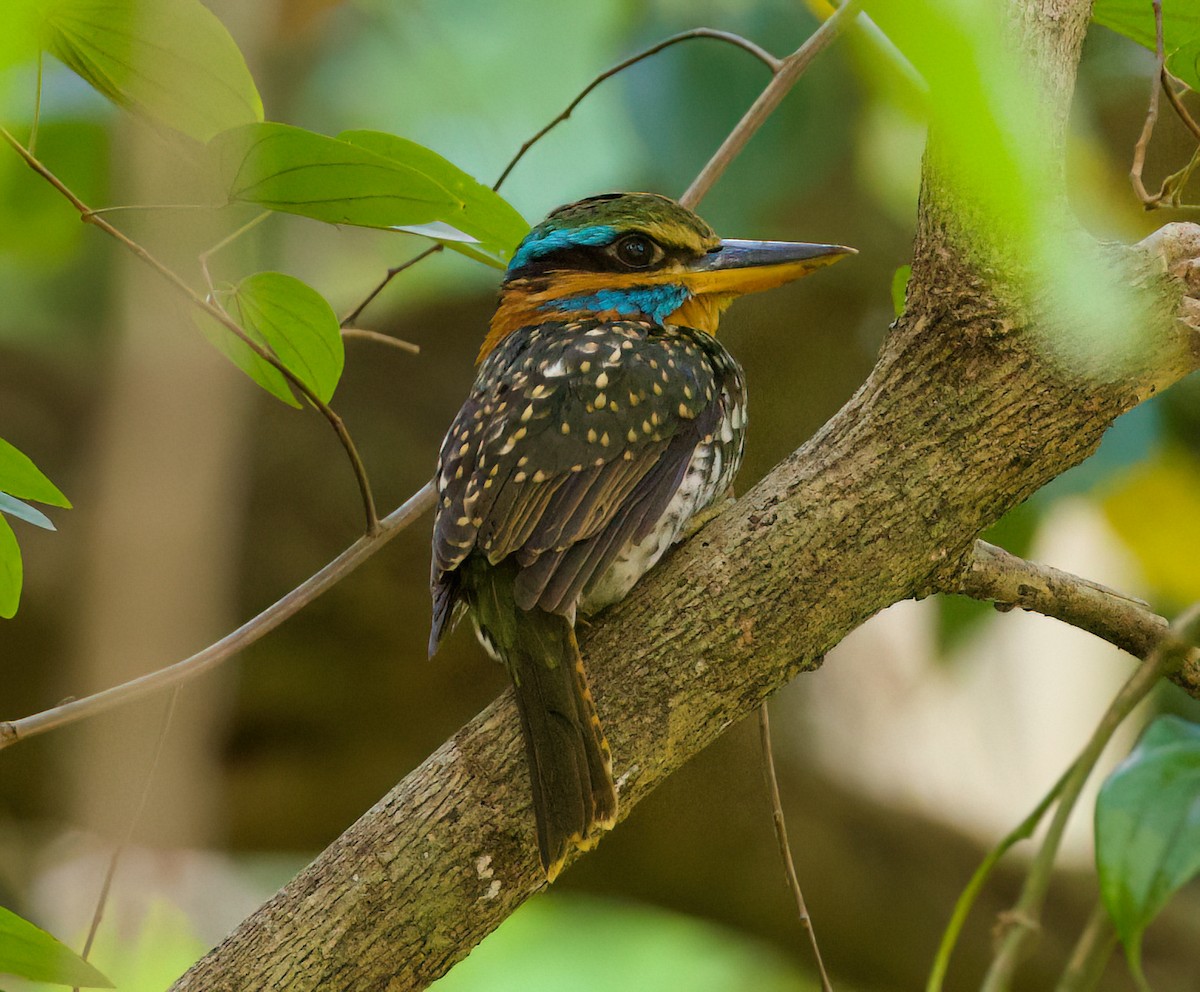 Spotted Kingfisher - ML635510913