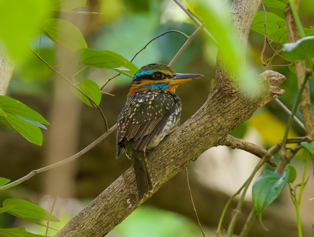 Spotted Kingfisher - ML635510914