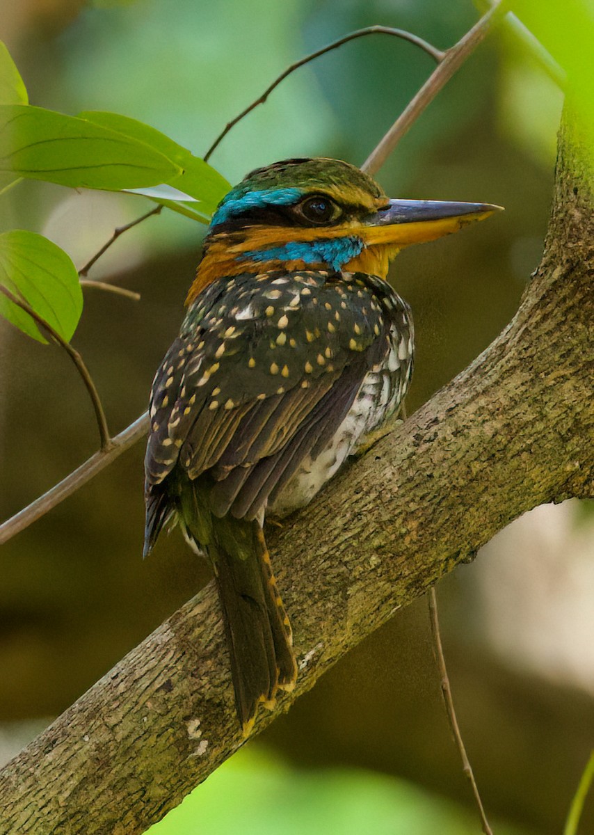 Spotted Kingfisher - ML635510915
