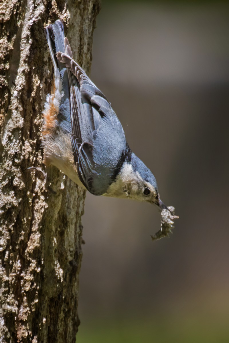 White-breasted Nuthatch - ML635510928