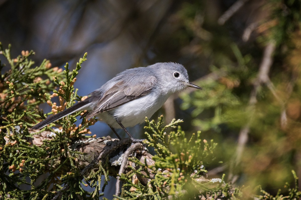 Blue-gray Gnatcatcher - ML635510933