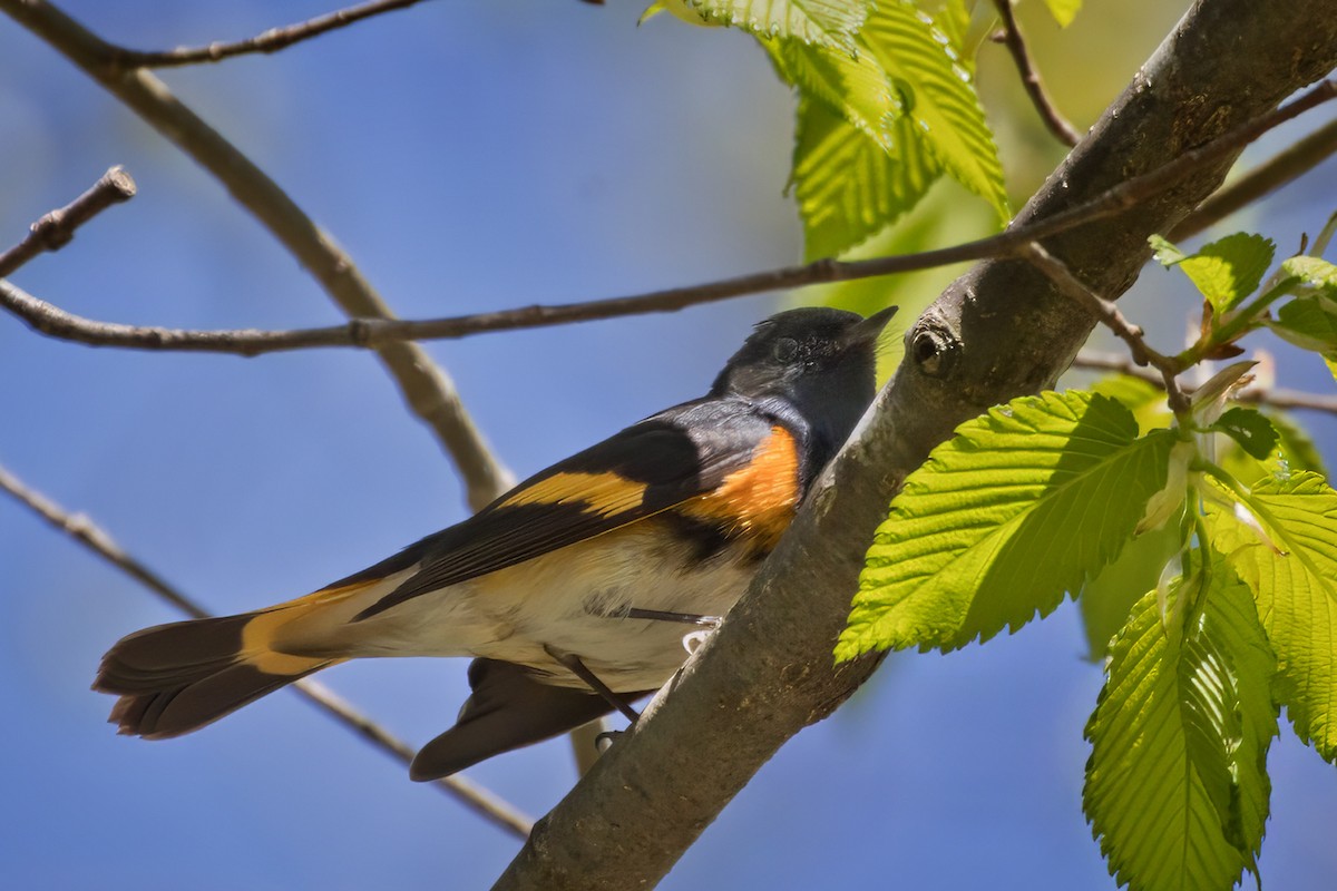 American Redstart - ML635510939