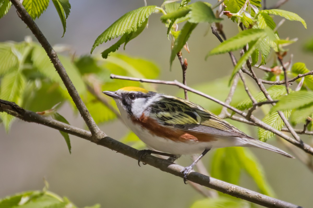 Chestnut-sided Warbler - ML635510950