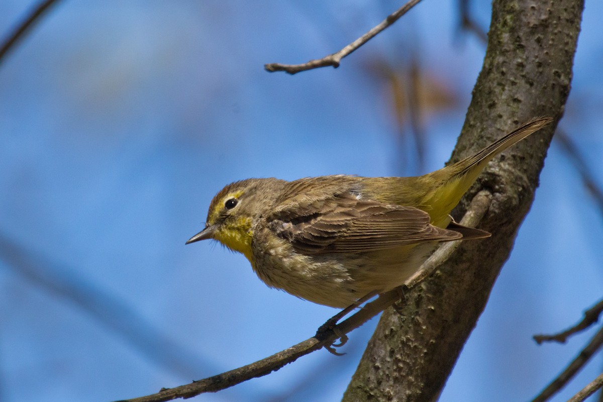 Palm Warbler - ML635510969