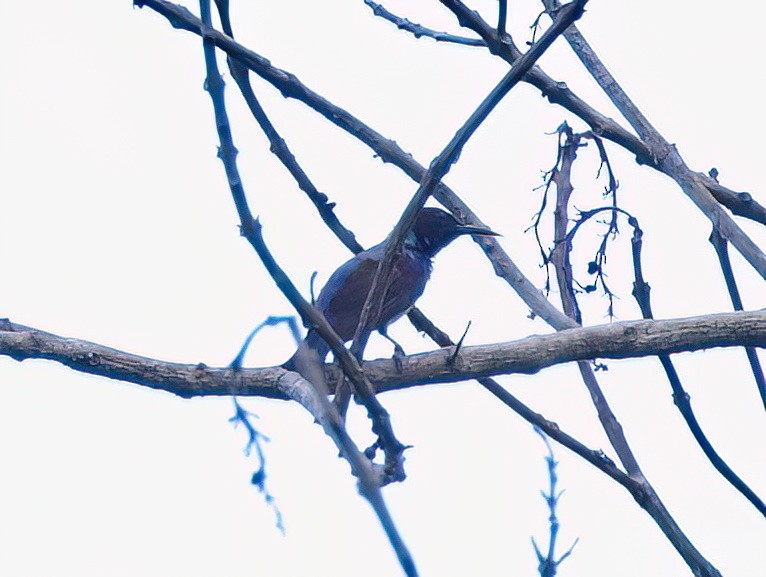 Gray-throated Sunbird - ML635511028