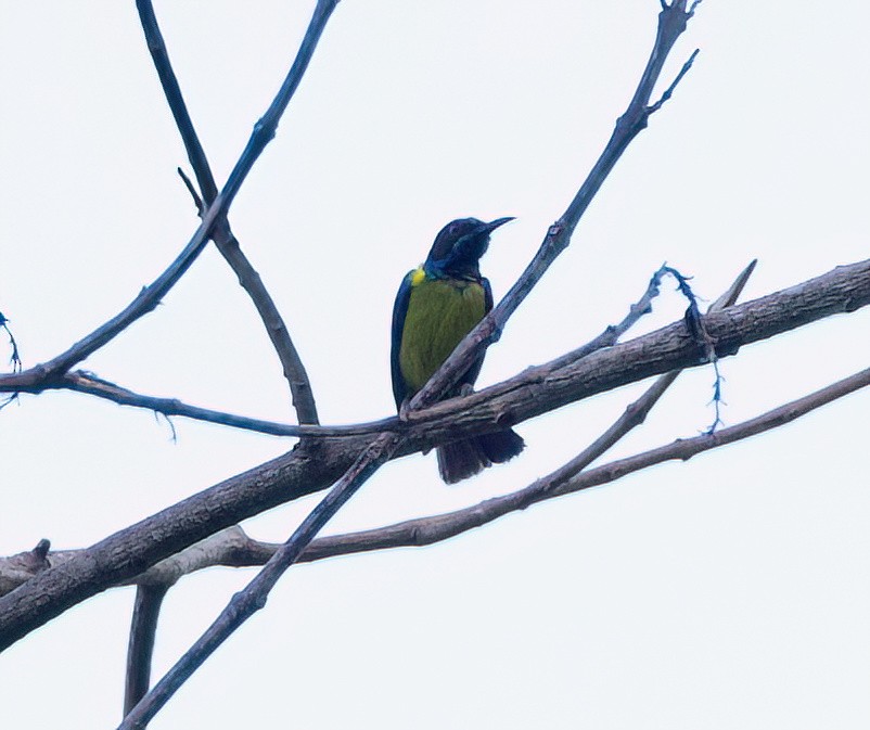 Gray-throated Sunbird - ML635511029