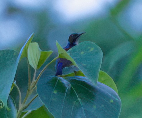 Gray-throated Sunbird - ML635511030