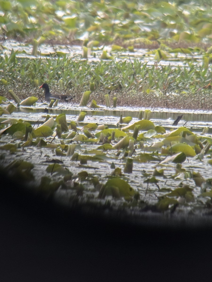 Common Gallinule - ML635511041