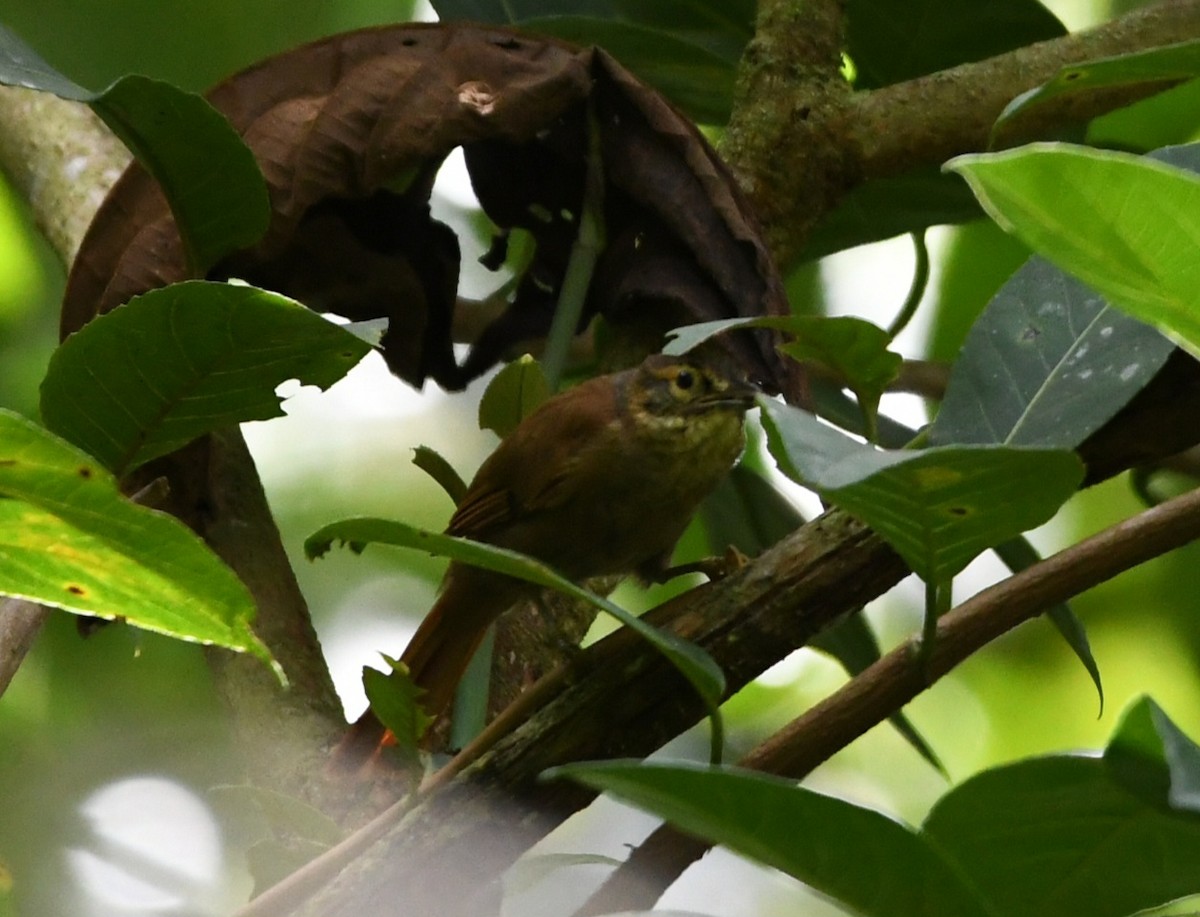Scaly-throated Foliage-gleaner - ML635511042