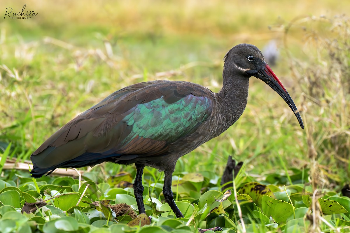 Hadada Ibis - ML635511048