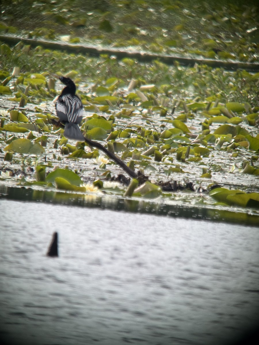 Anhinga - ML635511052