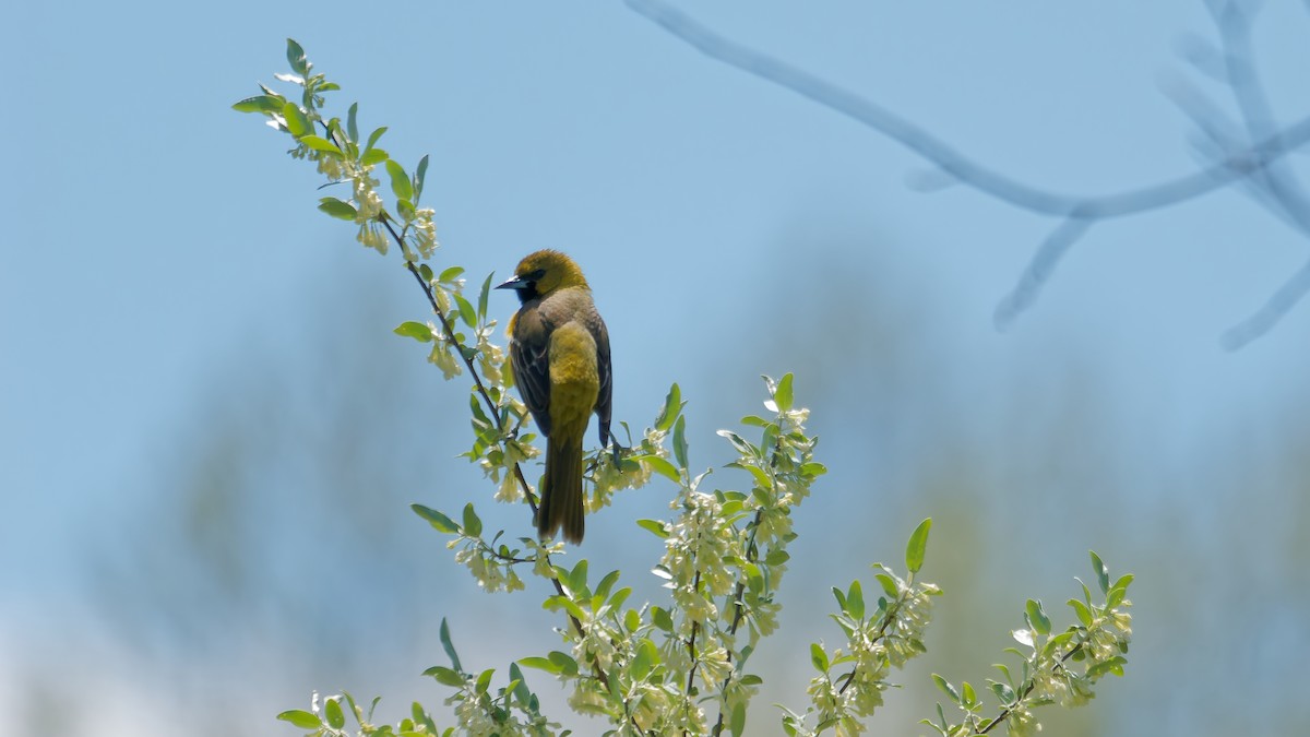 Orchard Oriole - ML635511117