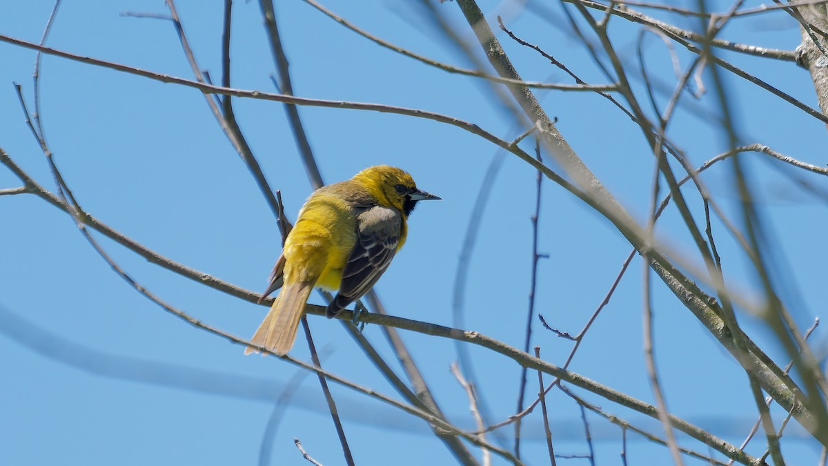 Orchard Oriole - ML635511127