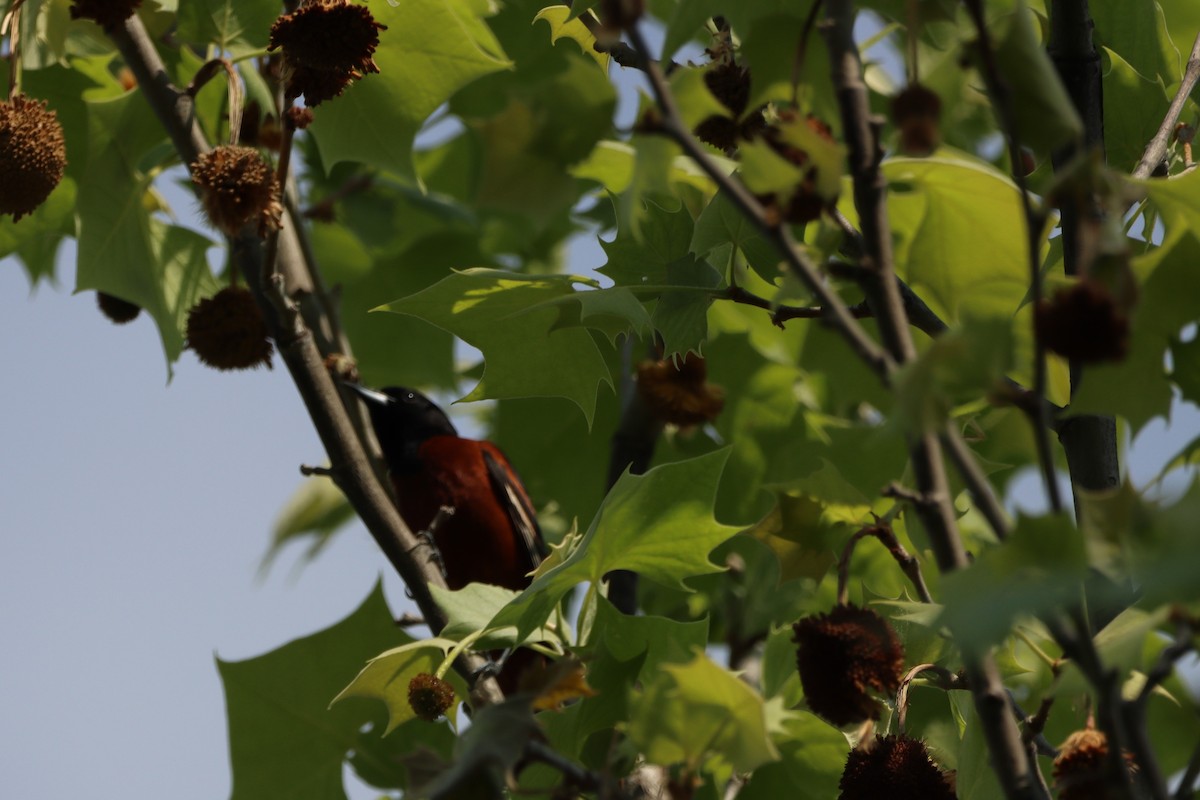 Orchard Oriole - ML635511294