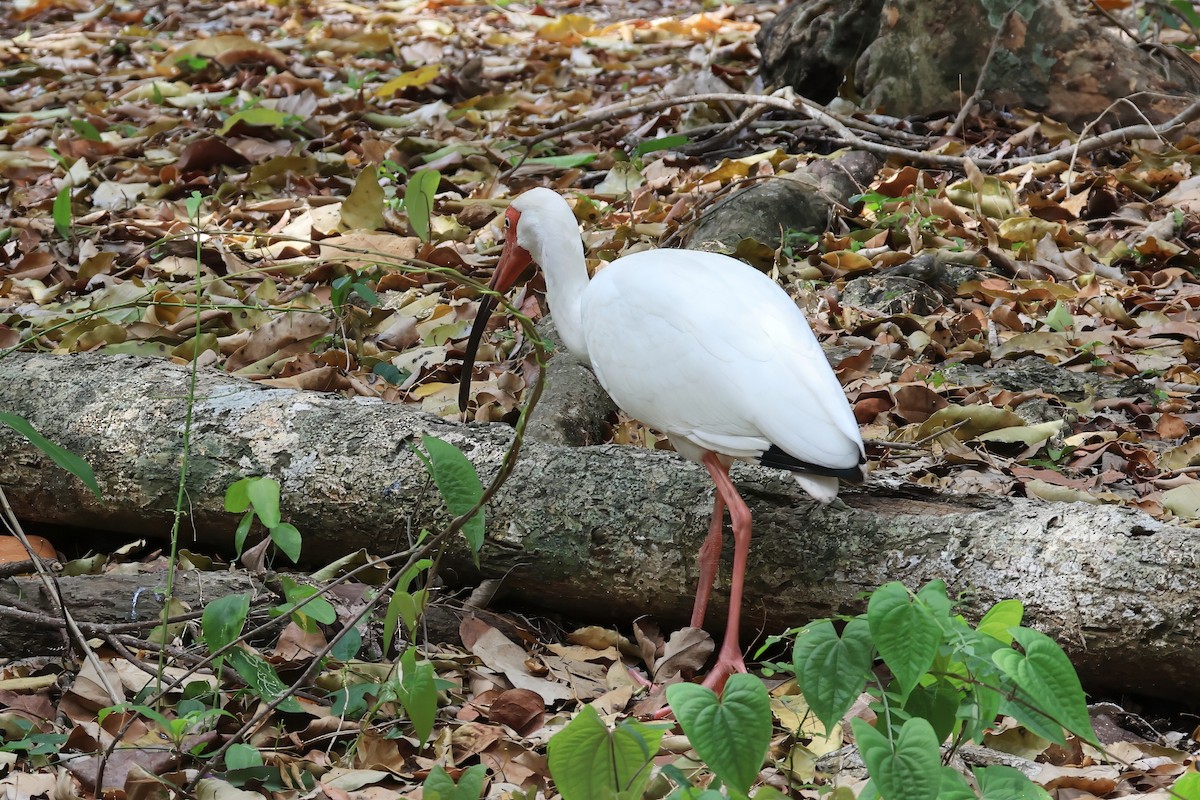 White Ibis - ML635511319