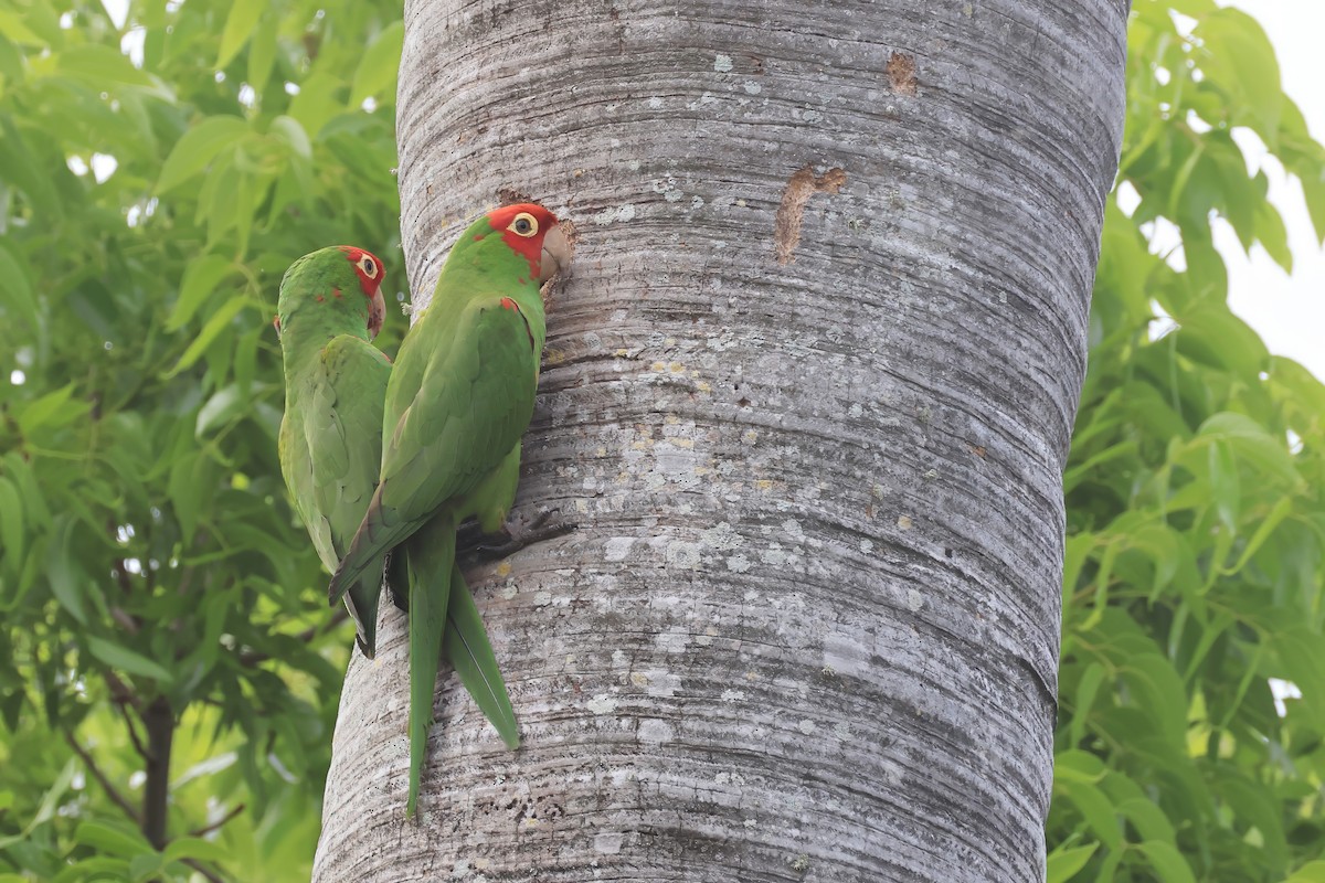 Red-masked Parakeet - ML635511329