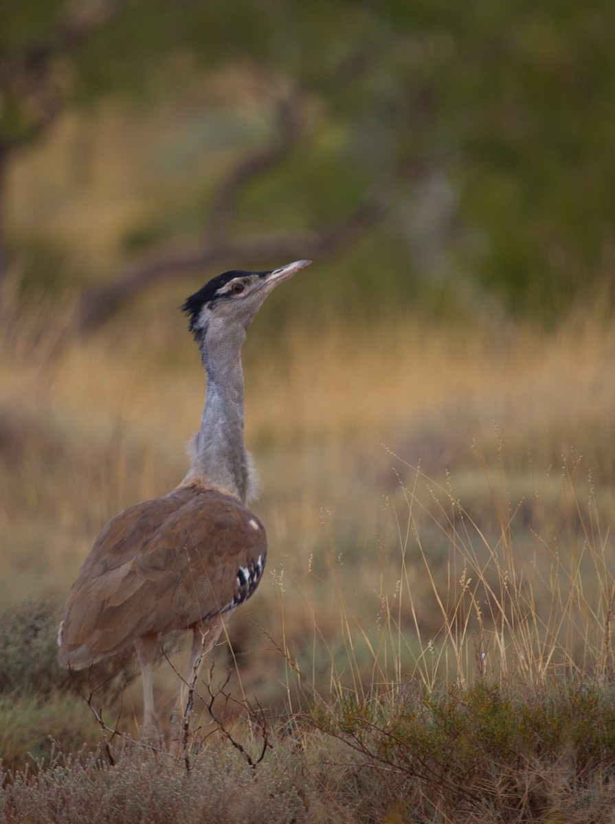 Australian Bustard - ML635511399