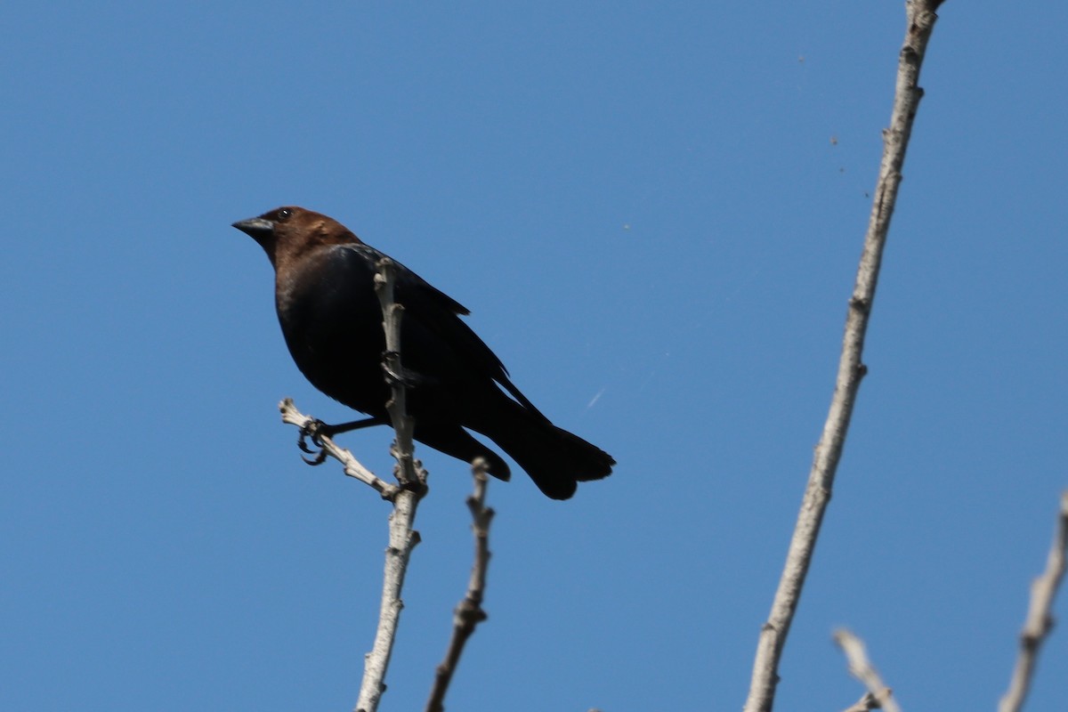 brunhodetrupial - ML635511409