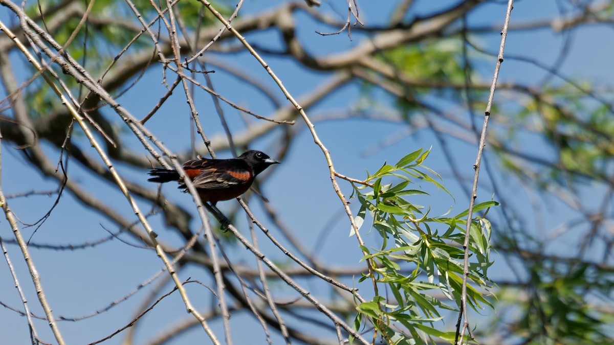 Orchard Oriole - ML635511452