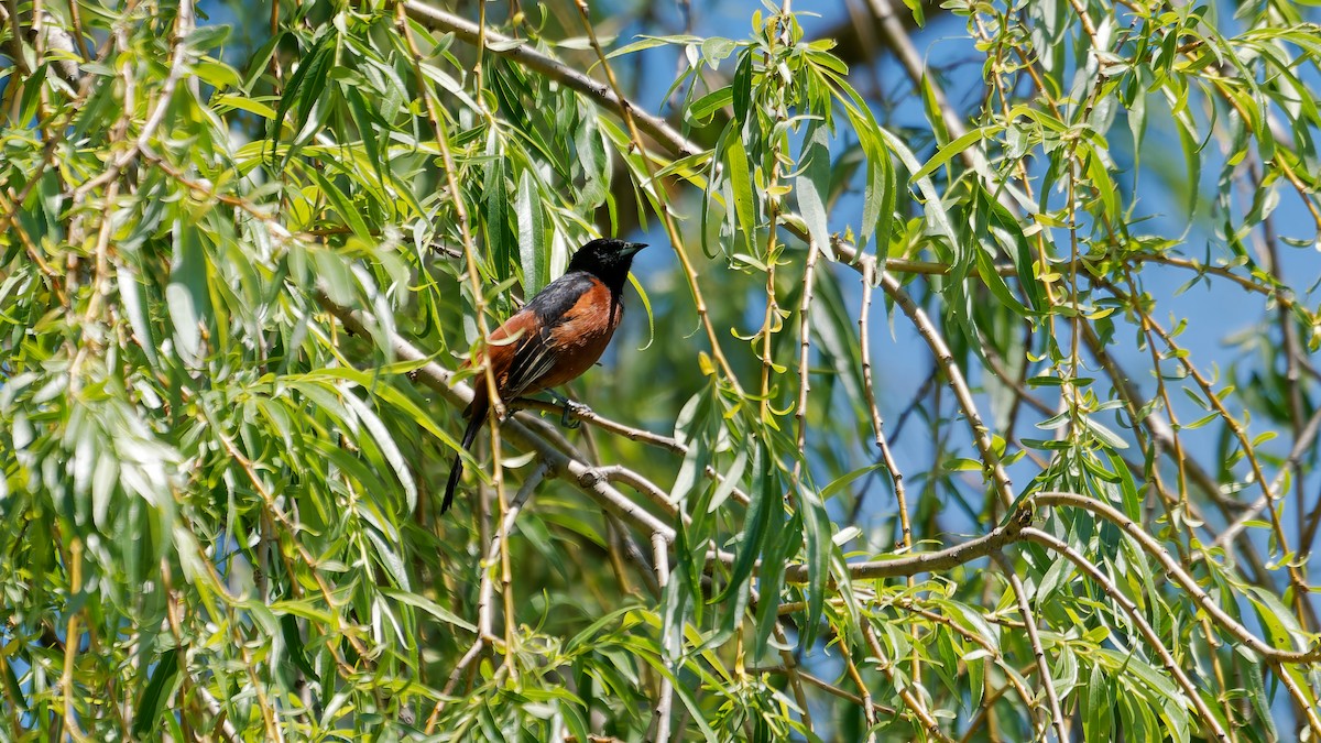 Orchard Oriole - ML635511469