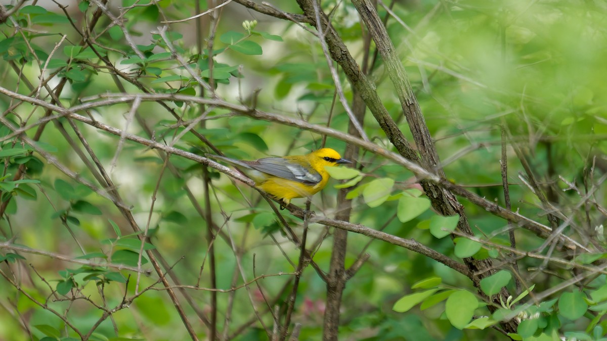 Blue-winged Warbler - ML635511505