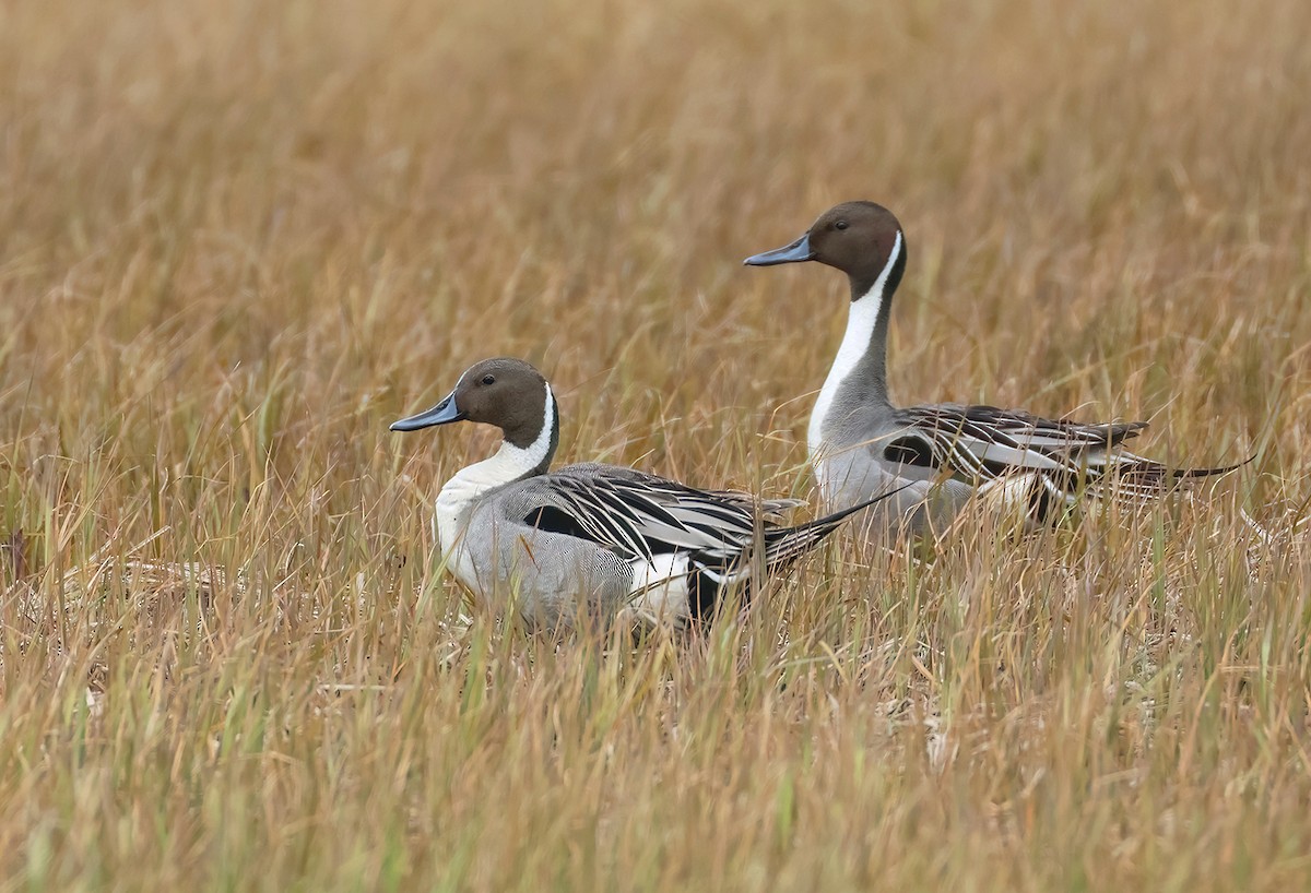 Northern Pintail - ML635511513