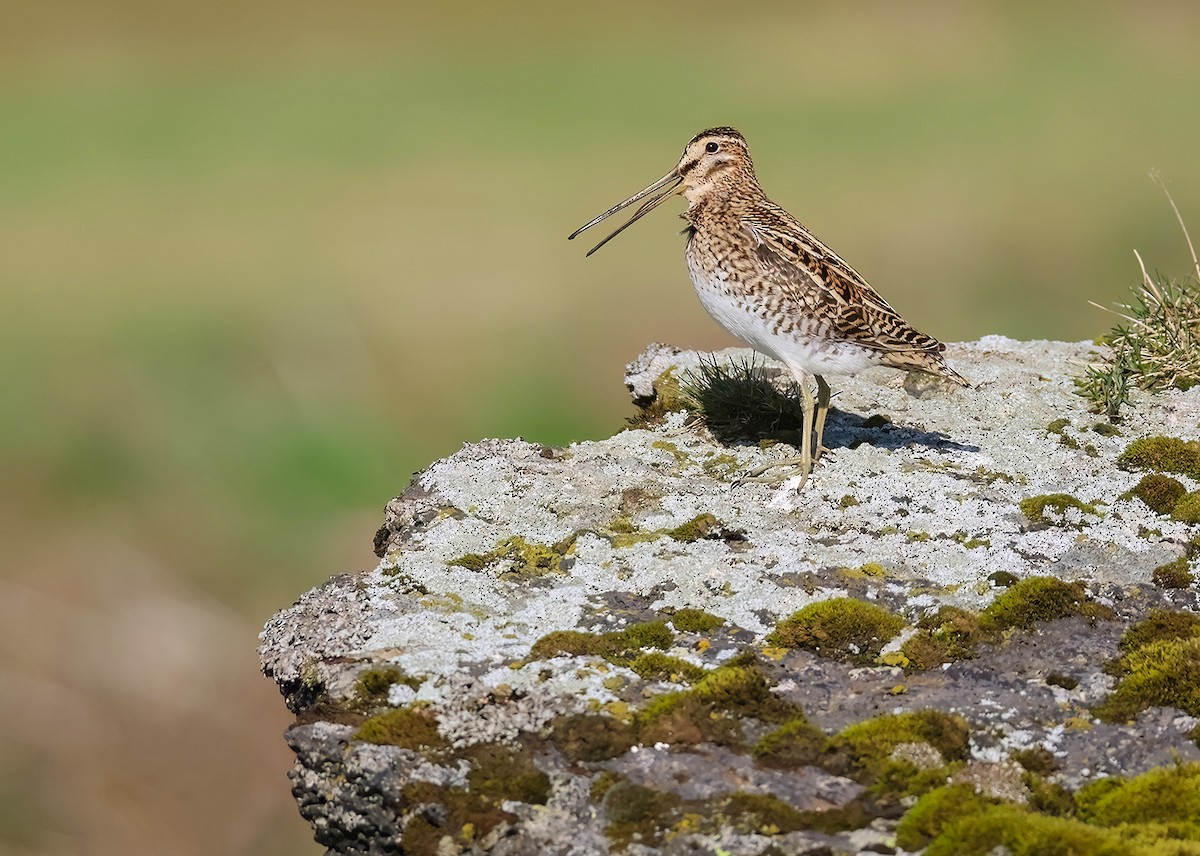 Common Snipe - ML635511531