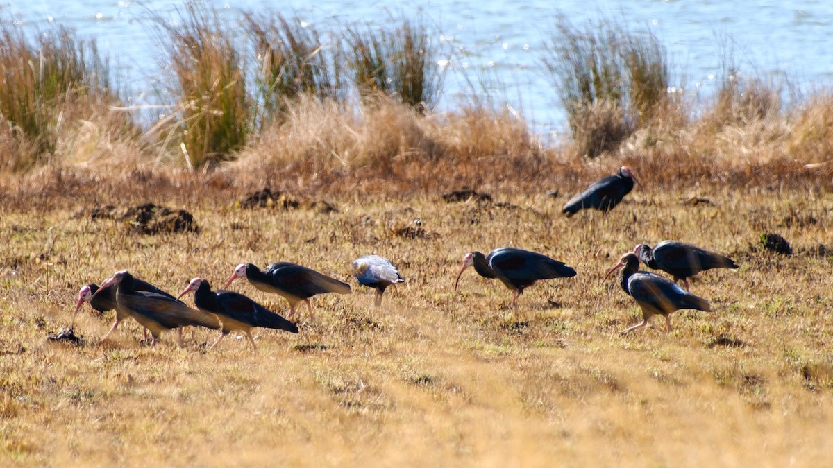 Southern Bald Ibis - ML635511615