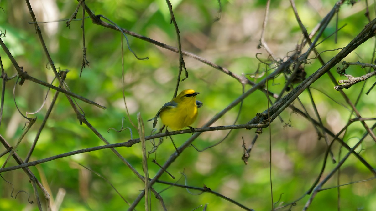 Blue-winged Warbler - ML635511712