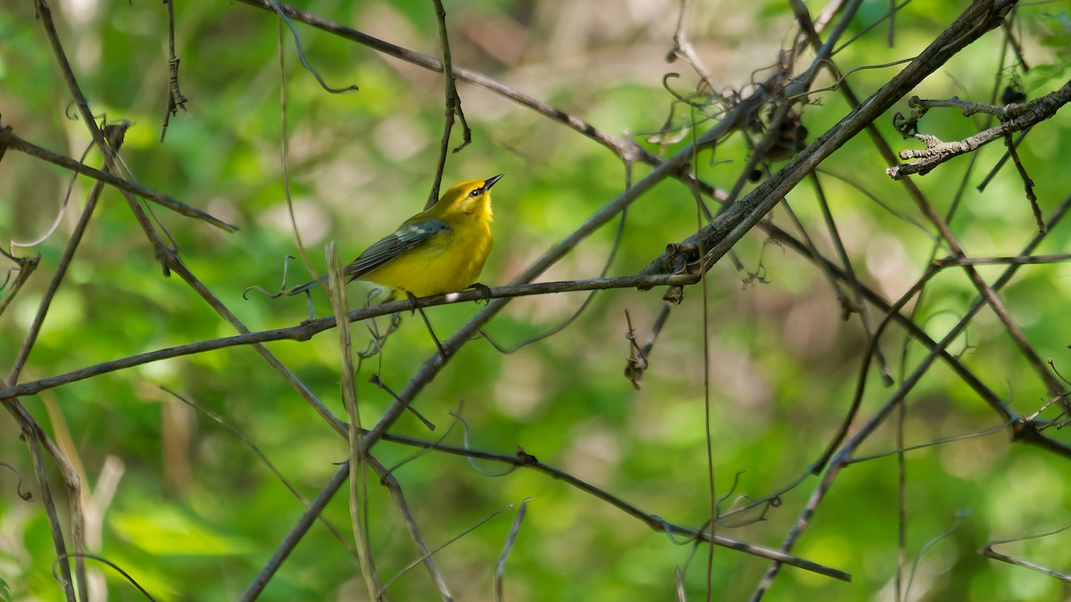 Blue-winged Warbler - ML635511713
