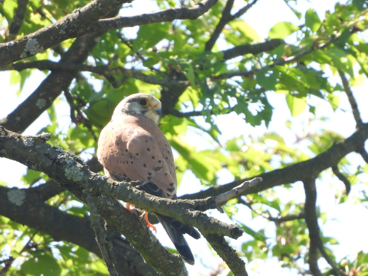 Eurasian Kestrel - ML635511719