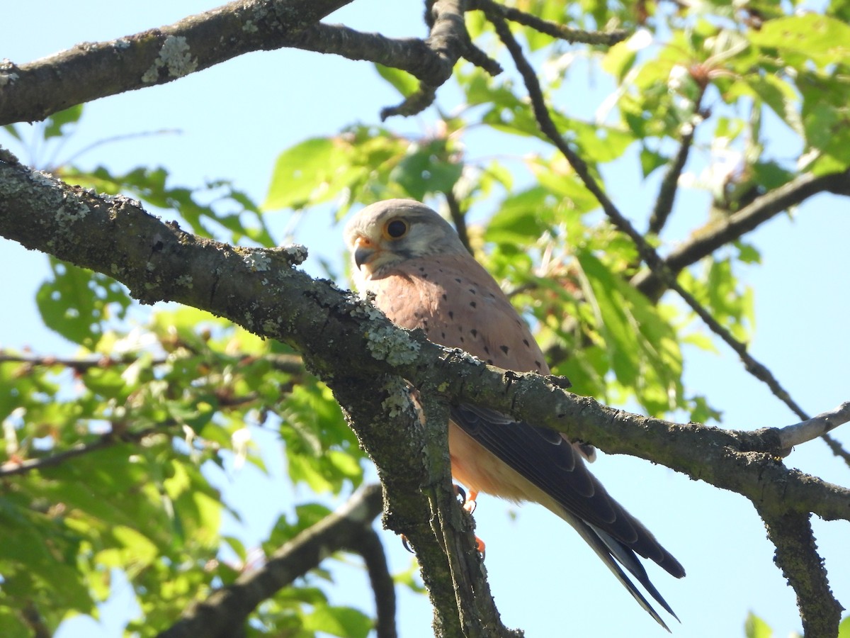 Eurasian Kestrel - ML635511727