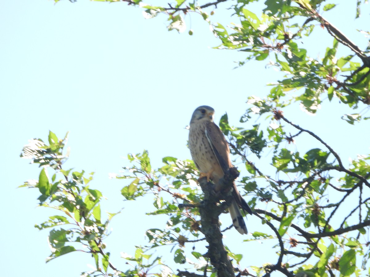 Eurasian Kestrel - ML635511734