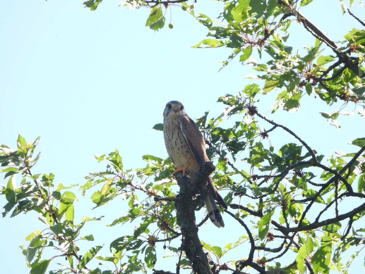 Eurasian Kestrel - ML635511744