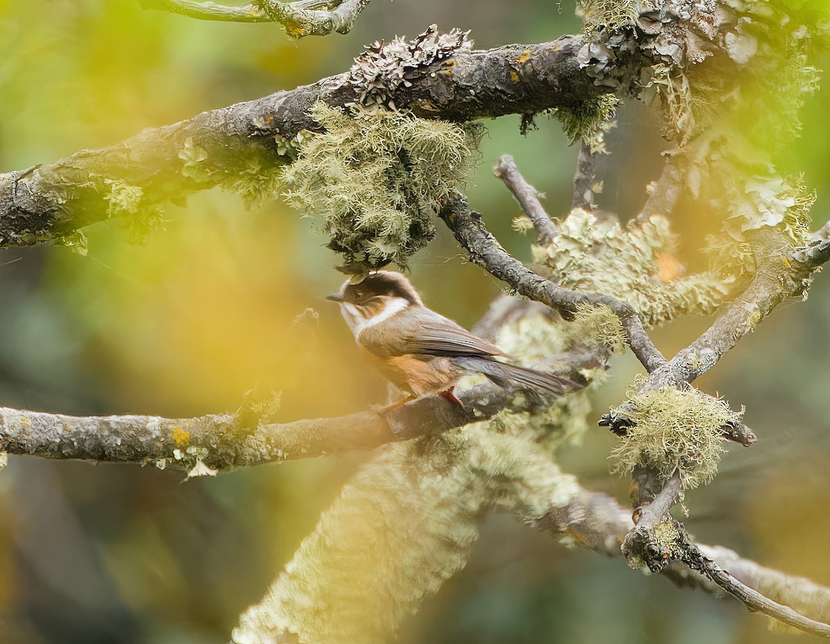White-throated Tit - ML635511804