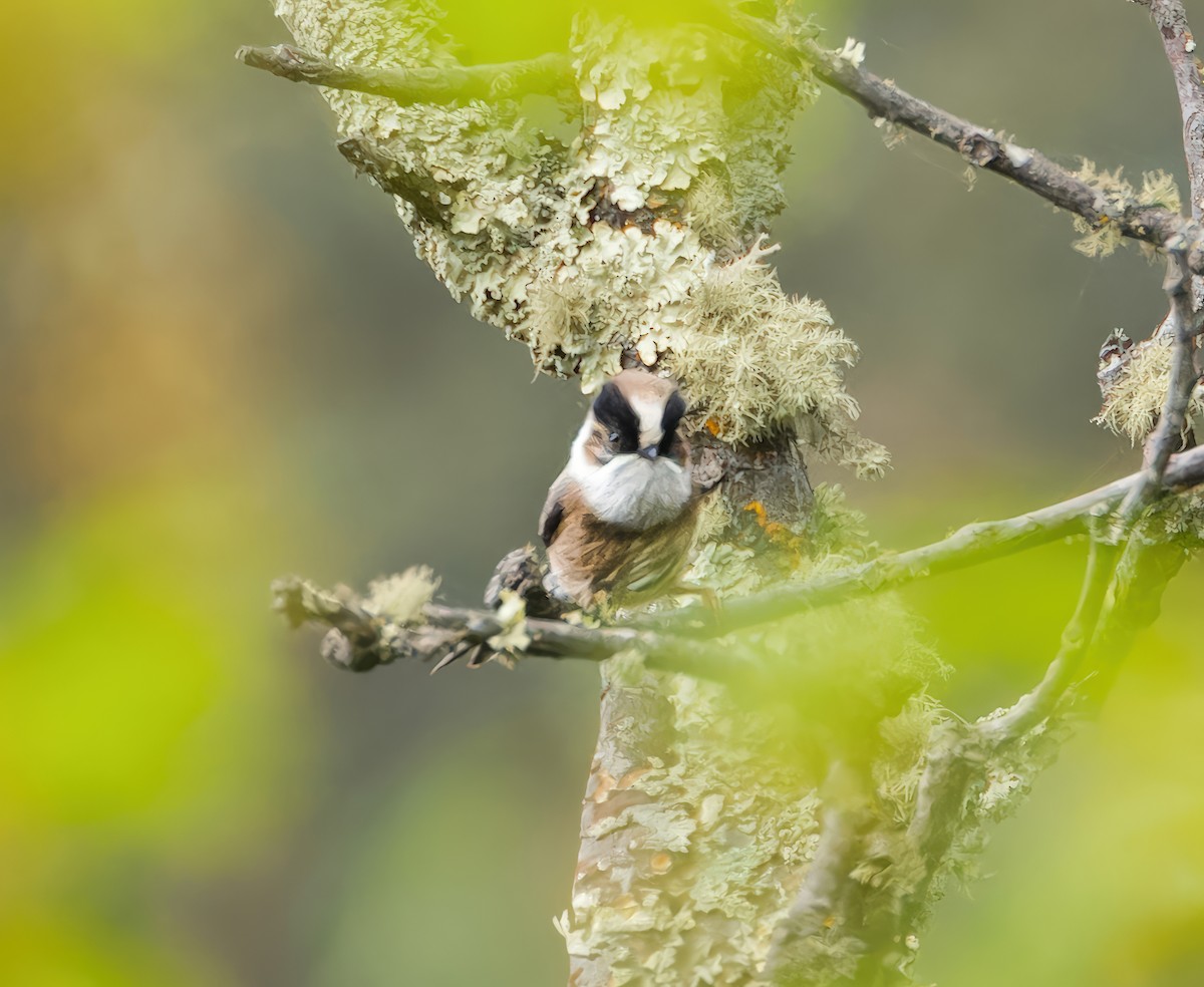 White-throated Tit - ML635511805