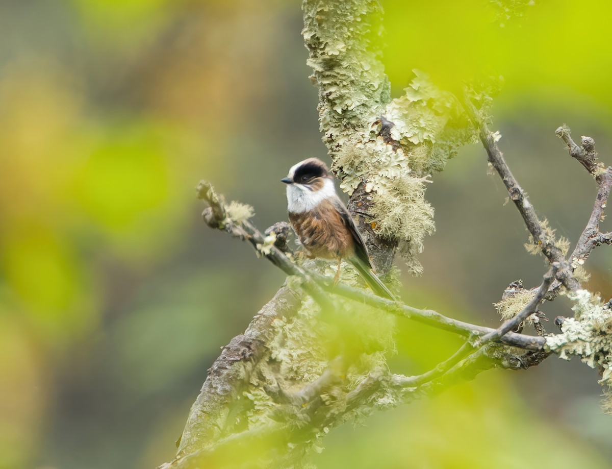 White-throated Tit - ML635511806