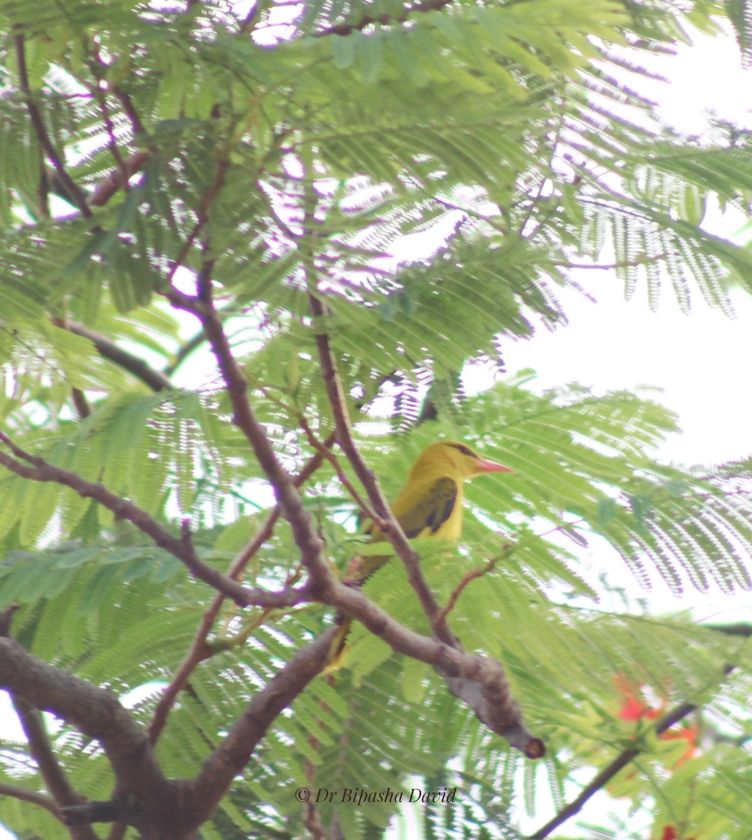 Indian Golden Oriole - ML635511818